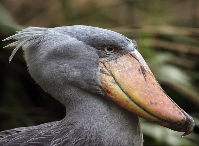 Day 2: Entebbe – Bwindi Impenetrable Forest National Park