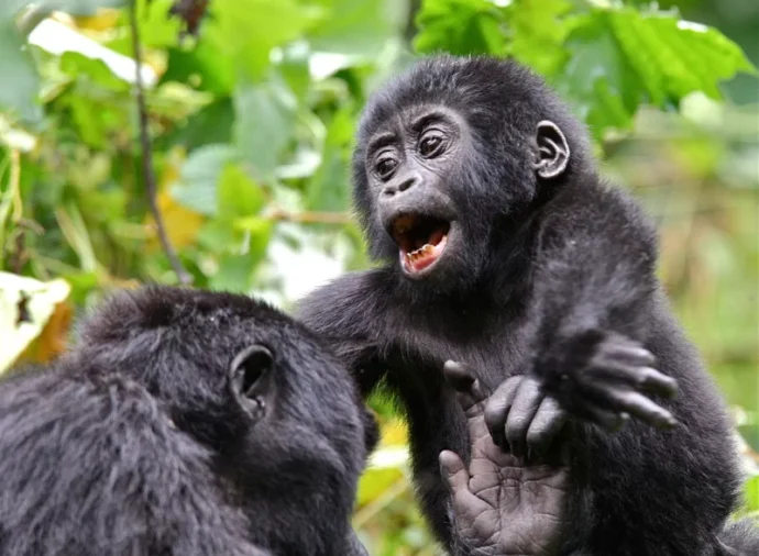 Day 3: Bwindi Impenetrable Forest National Park – Gorilla Trekking