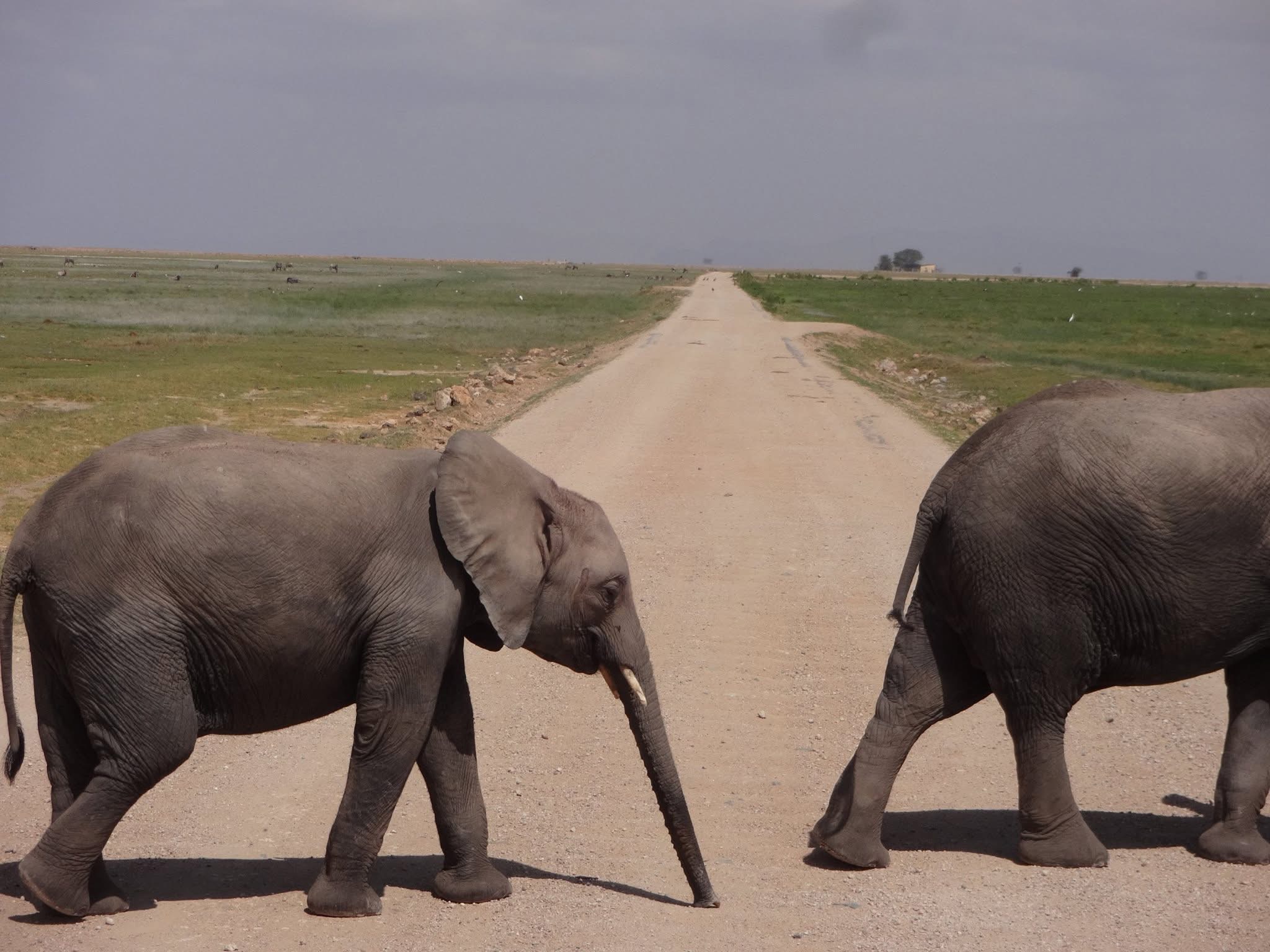 The Best Luxury Safari in Kenya and Tanzania: Witnessing the Miracle of East Africa