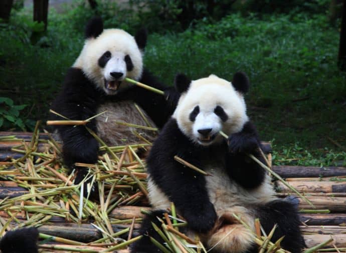 Chengdu (B & Special Dinner-Sichuan Hotpot Feast)