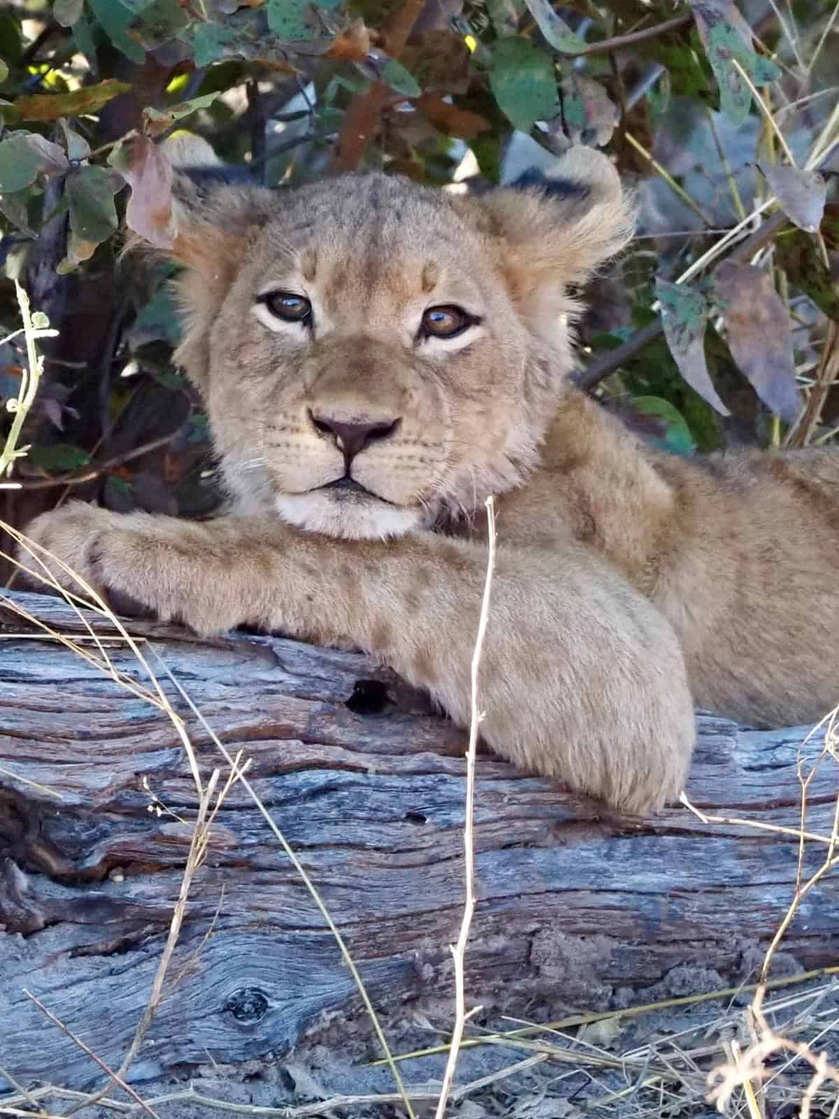 My Adventures in Africa