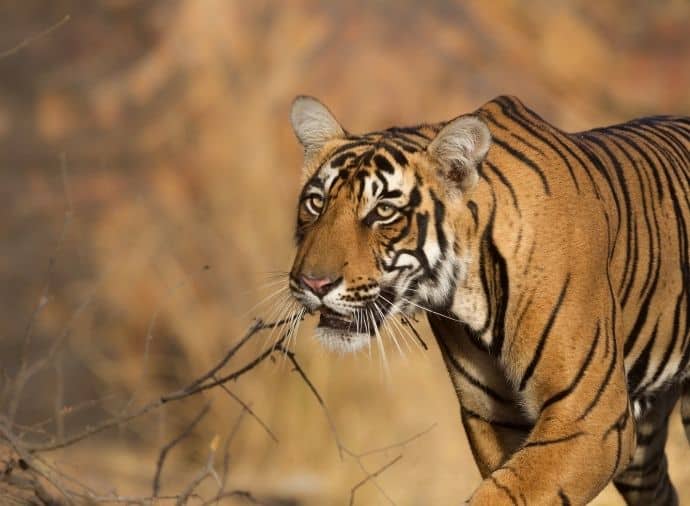 Agra to Ranthambore (260KM - 5 Hours)