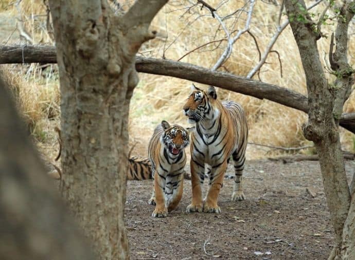 Ranthambore