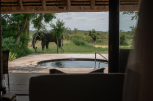 Savanna Private Game Reserve Jilda Jack