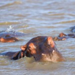 Hippos in St Lucia