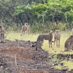 Coalition of cheetahs