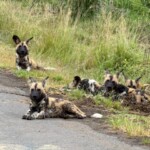 African Wild Dogs