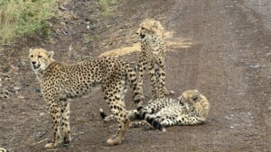 Cheetah at Sungulwane Lodge in Munyawana Conservancy, KwaZulu-Natal
