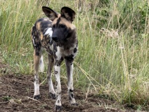 African Wild Dog photo captured on a game drive from Rhino Ridge, in the Hluhluwe-iMfolozi Park, South Africa