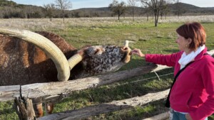 Longhorn feeding
