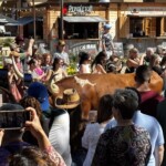 Cattle drive 