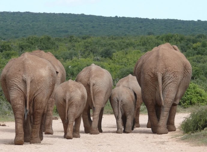 Chitwan National Park Safari Experience