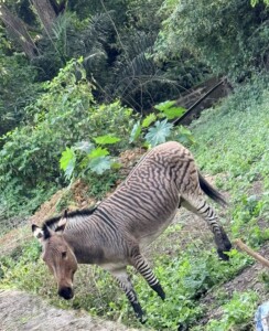 Zonkey Tanzania Safair