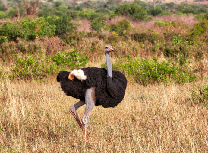 Tsavo East Safari