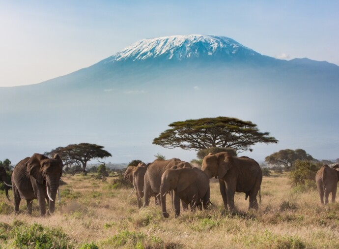 Amboseli Safari
