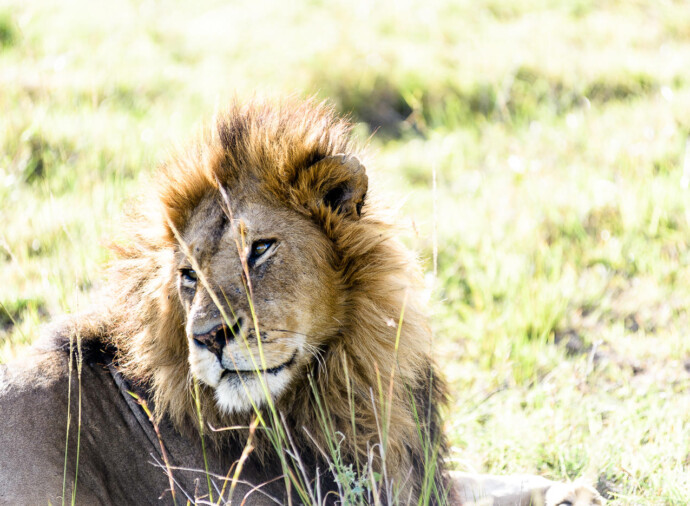 Masai Mara
