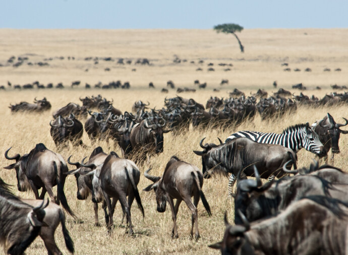 Return to Nairobi
