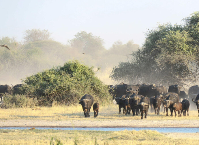 Chobe National Park