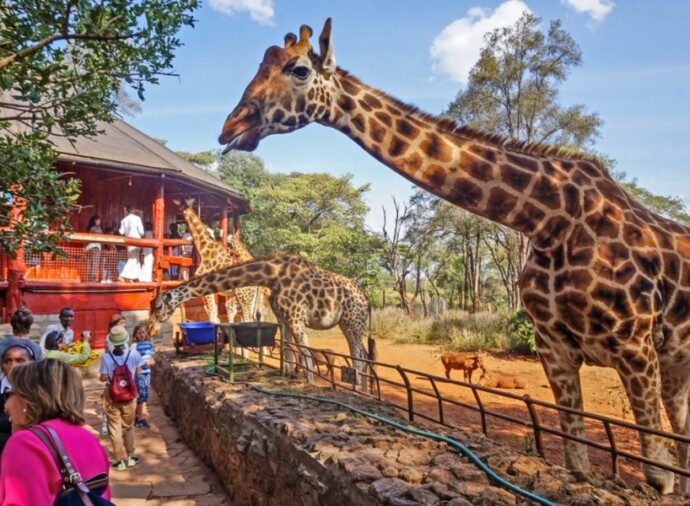 Nairobi's Wildlife & Culture