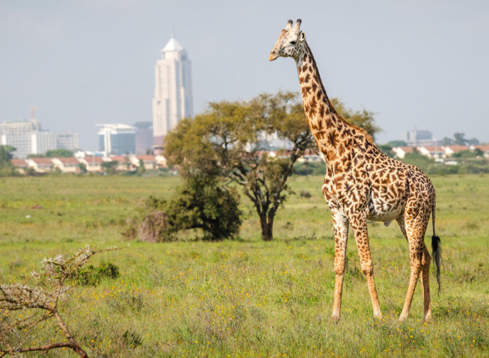 Welcome to Kenya