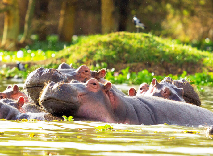 Lake Naivasha & Crescent Island