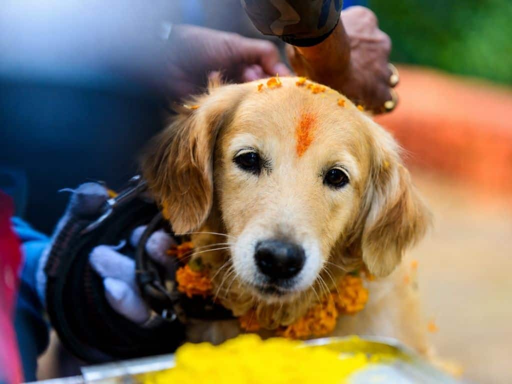 Nepal Dog Festival 2026, Why Every Animal Lover Should Experience Kukur Tihar at Least Once