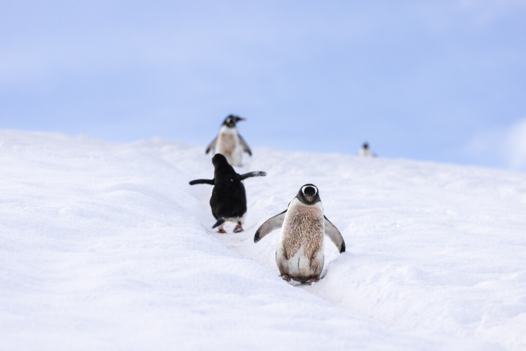 The Penguin walk