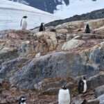 Penguins