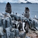 Penguins