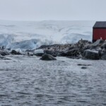Kayak penguins
