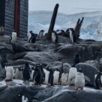 Kayak penguins