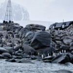 Kayak penguins