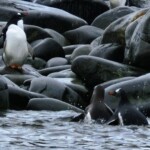 Penguins