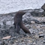 Posing seal