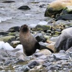 Waving seal