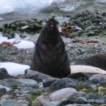 Smiling seal