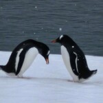 Penguins