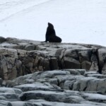 Seal on a rock