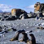 Seals
