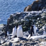 Penguins