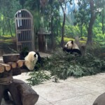 China trip