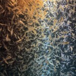 Krill