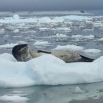 Leopard seal