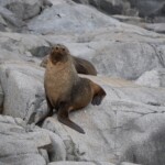 Seal