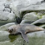 Seal