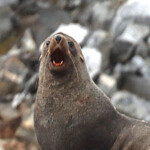 Seal