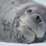 Seal