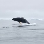 Whale