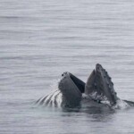 Whale