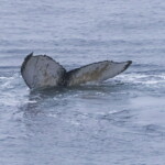 Whale